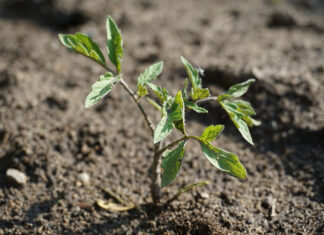 Co warto wiedzieć przed zakupem nasion