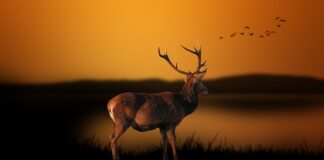 Co lepsze Deezer czy Tidal?