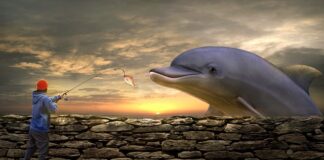 Jak żyłka do Spławikówki?