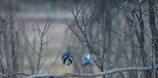 Jakie ćw na okonie?