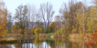 Jaki spinning na okonia z brzegu?