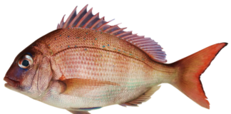 Na co najlepiej biorą duże leszcze?