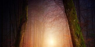 Co można zrobić z liści bazylii?