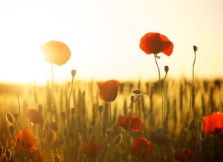 Czy mąka żytnia zawiera gluten?