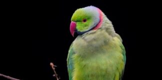 W jakim wieku założyć psu obrożę?